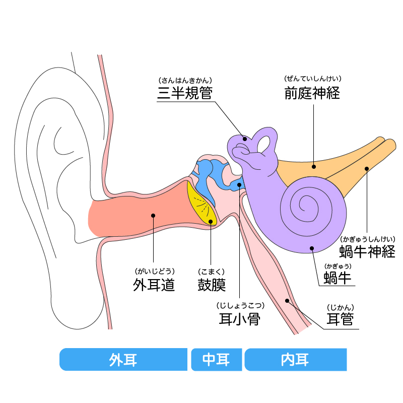 突発性難聴・耳鳴りの解剖図