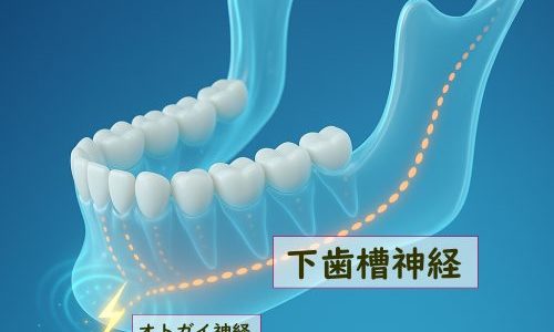 下歯槽神経麻痺の回復過程とは?どうやって治る?|ぬくもり鍼灸院
